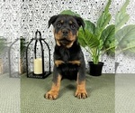 Small #2 Rottweiler