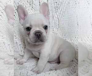 French Bulldog Puppy for sale in CORAL SPRINGS, FL, USA