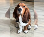 Small Basset Hound