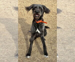 German Wirehaired Pointer-Irish Wolfhound Mix Dogs for adoption in Great Bend, KS, USA