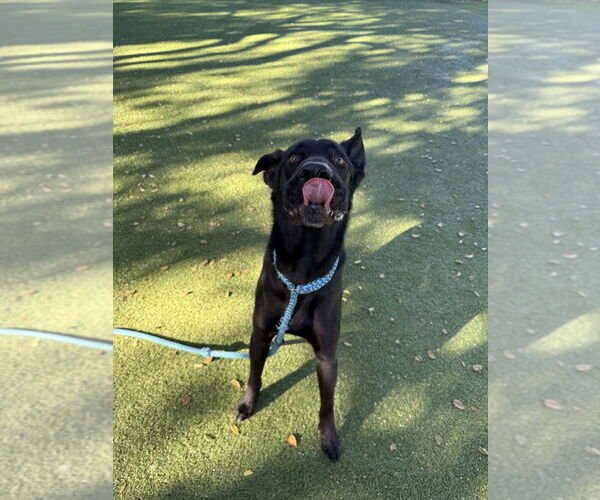 Medium Photo #2 Mutt Puppy For Sale in Salinas, CA, USA