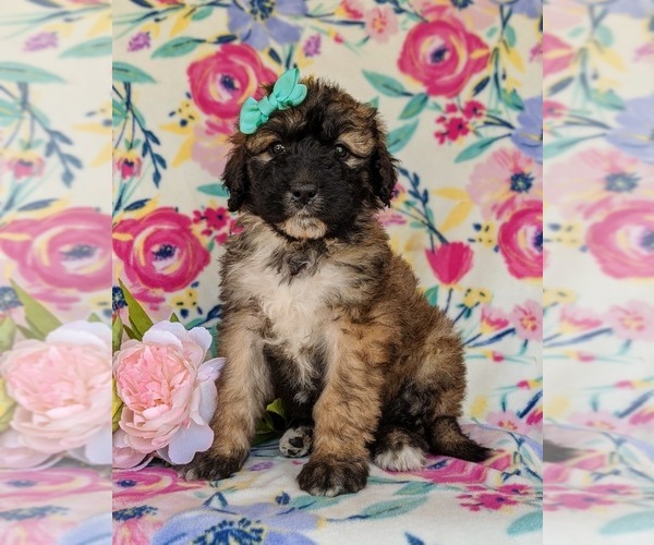Medium Photo #3 Saint Berdoodle Puppy For Sale in OXFORD, PA, USA