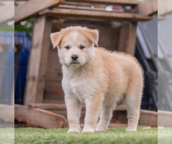 Medium Photo #12 Siberian Husky-Unknown Mix Puppy For Sale in San Diego, CA, USA