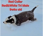 Small #2 Border Collie