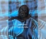 Small Photo #2 Irish Doodle Puppy For Sale in SUMNER, IA, USA