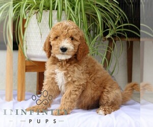 Goldendoodle Puppy for Sale in NARVON, Pennsylvania USA