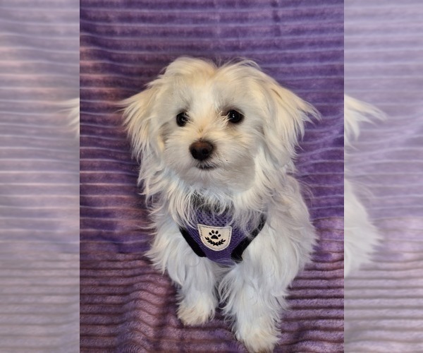 Medium Photo #8 Maltese Puppy For Sale in BEAR RIVER, WY, USA