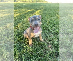 American Bully Puppy for sale in LEXINGTON, KY, USA