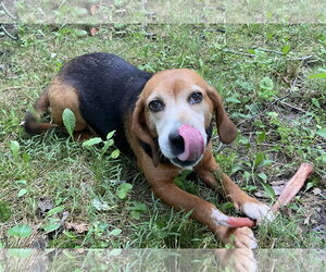 Beagle Dogs for adoption in Rootstown, OH, USA