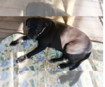 Small #16 American Staffordshire Terrier-Labrador Retriever Mix