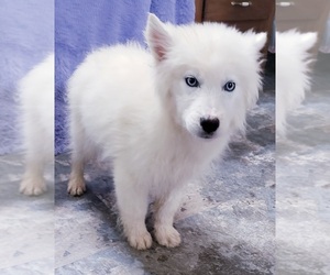 Siberian Husky Puppy for sale in SANDY HOOK, KY, USA