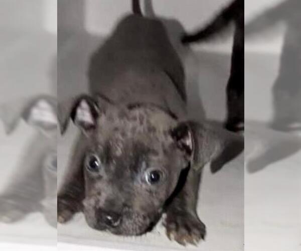 Medium Photo #2 Labrador Retriever-Unknown Mix Puppy For Sale in Houston, TX, USA