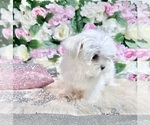 Small Photo #58 Maltese Puppy For Sale in HAYWARD, CA, USA