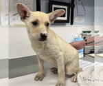 Small #5 Mutt