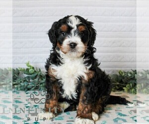 Bernedoodle (Miniature) Puppy for sale in LITITZ, PA, USA