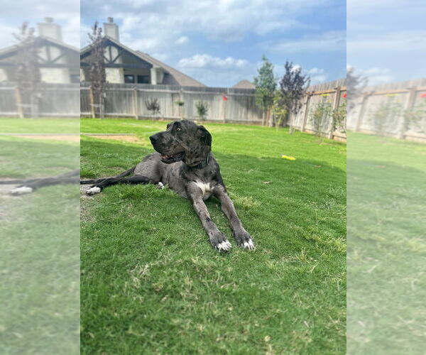 Medium Photo #3 Great Dane Puppy For Sale in Bullard, TX, USA