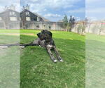 Small #2 Great Dane