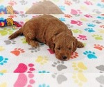 Small #4 Cavapoo mix (+ Poodle Miniature)