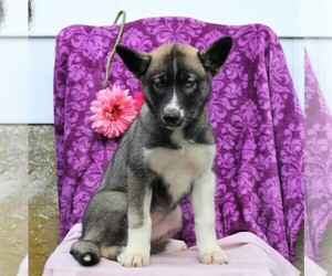 Siberian Husky Puppy for sale in KIRKWOOD, PA, USA