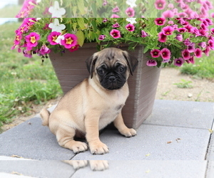 Jug Puppy for sale in SHILOH, OH, USA