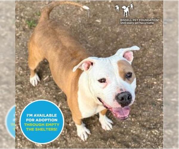 Medium Photo #1 American Pit Bull Terrier-Unknown Mix Puppy For Sale in Santa Cruz, CA, USA
