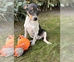 Small #2 Rat Terrier