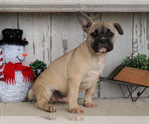 Faux Frenchbo Bulldog Puppy for sale in FREDERICKSBG, OH, USA