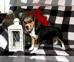 Small Photo #8 Beagle Puppy For Sale in PINE GROVE, PA, USA