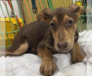 German Shepherd Dog-Unknown Mix Dogs for adoption in Forestville, MD, USA