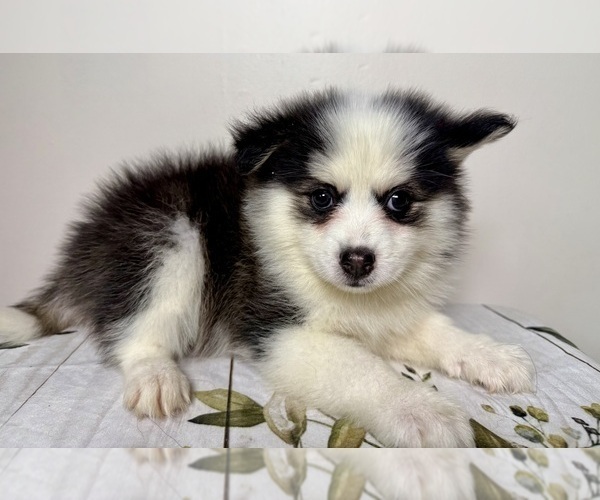 Medium Photo #6 Pomsky Puppy For Sale in NASHUA, NH, USA