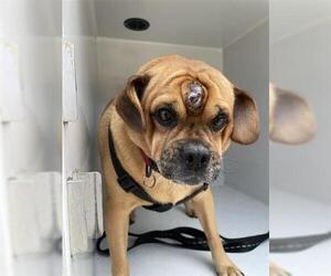 Puggle Dogs for adoption in Houston, TX, USA