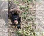 Small #4 English Mastweiler