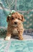 Small Maltipoo