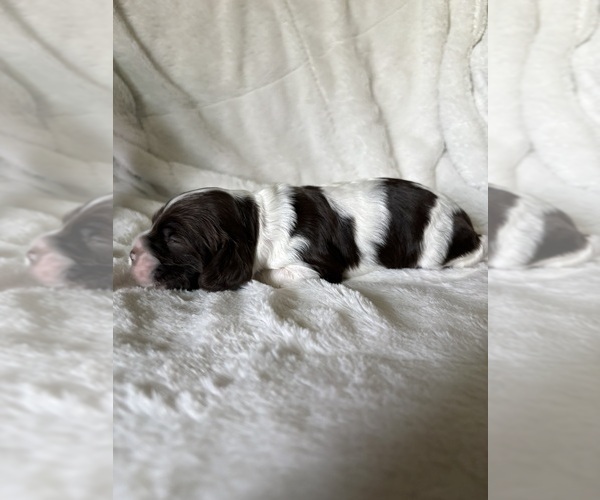 Medium Photo #3 Cocker Spaniel Puppy For Sale in LEANDER, TX, USA
