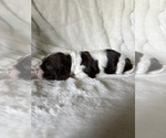 Small #2 Cocker Spaniel