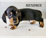 Small Photo #16 Dachshund Puppy For Sale in THORNTON, CO, USA