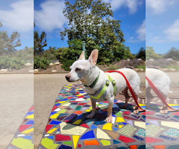 Medium Photo #3 Chihuahua-Unknown Mix Puppy For Sale in San Diego, CA, USA
