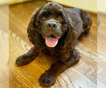 Small #14 Cocker Spaniel