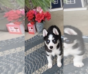 Siberian Husky Puppy for sale in BEAVER, OH, USA