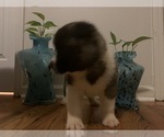 Small Photo #8 Akita Puppy For Sale in UNION CITY, GA, USA