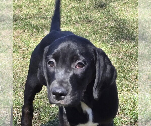 Medium Photo #7 Colonial Cocker Spaniel-Retriever  Mix Puppy For Sale in Fargo, ND, USA