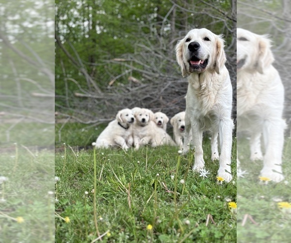 Medium Photo #9 English Cream Golden Retriever Puppy For Sale in WHITE HOUSE, TN, USA