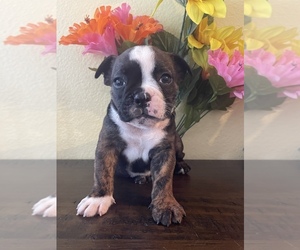 Boston Terrier-English Bulldog Mix Puppy for sale in RANCHO CALIFORNIA, CA, USA