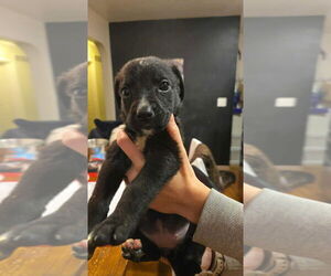 Boxer-German Shepherd Dog Mix Dogs for adoption in Aurora, IN, USA