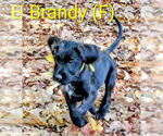Small #1 Labrador Retriever Mix
