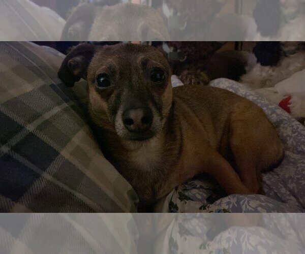 Medium Photo #1 Chihuahua Puppy For Sale in Lewistown, PA, USA