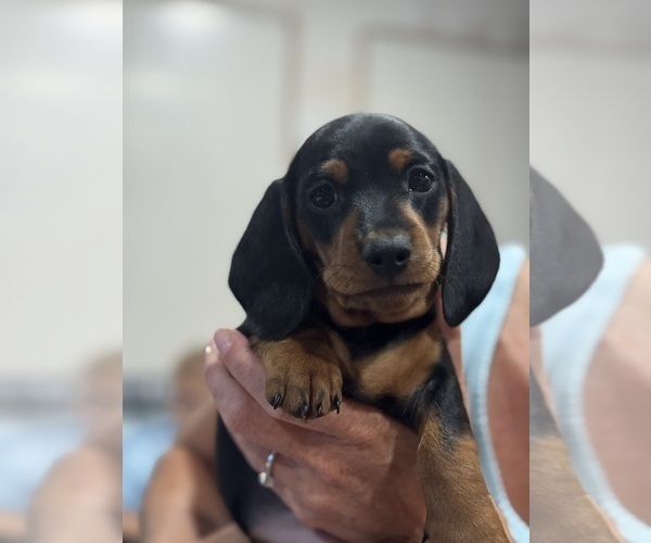 Medium Photo #4 Dachshund Puppy For Sale in NAPA, CA, USA