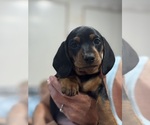 Small #3 Dachshund