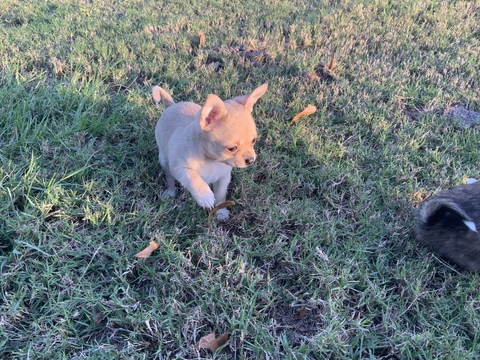 Medium Photo #3 Chihuahua Puppy For Sale in CHARLESTON, SC, USA