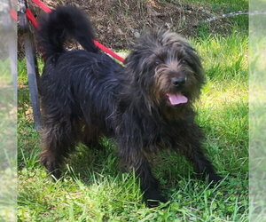Mutt Dogs for adoption in Wetumpka, AL, USA